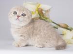 Hitklif - Munchkin Cat For Sale - Pembroke Pines&comma; FL&comma; US