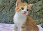 Ruby - Domestic Cat For Sale - Barto&comma; PA&comma; US