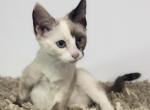 Sweet Princess Siamese - Siamese Cat For Sale - Rockford&comma; IL&comma; US