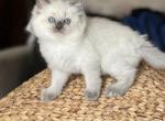 Chris - Ragdoll Cat For Sale - Front Royal&comma; VA&comma; US
