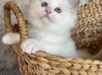 Apollo - Ragdoll Cat For Sale - Front Royal&comma; VA&comma; US