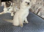 Luna - Ragdoll Cat For Sale - Front Royal&comma; VA&comma; US