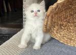 Leo - Ragdoll Cat For Sale - Front Royal&comma; VA&comma; US