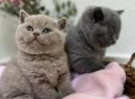 Jane - British Shorthair Cat For Sale - Battle Ground&comma; WA&comma; US