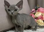 Nelli - Devon Rex Cat For Sale - Norwalk&comma; CT&comma; US