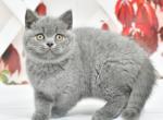 Irvis1 - British Shorthair Cat For Sale - Chicago&comma; IL&comma; US