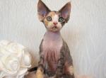 Florence - Devon Rex Cat For Sale - Norwalk&comma; CT&comma; US