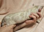 Snow Lynx Blue Collar - Bengal Cat For Sale - Bradner&comma; OH&comma; US