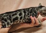 Silver Female Pink Collar - Bengal Cat For Sale - Bradner&comma; OH&comma; US