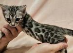 Silver Male Black Collar - Bengal Cat For Sale - Bradner&comma; OH&comma; US