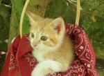 Buster - Domestic Cat For Sale - Barto&comma; PA&comma; US