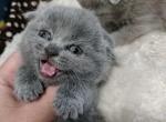 SCOTTISH FOLD Kittens  Boys and Girls - Scottish Fold Cat For Sale - Lockport&comma; IL&comma; US