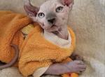 Sphynx Elf Boy Kyanite TICA rights - Sphynx Cat For Sale - Lockport&comma; IL&comma; US