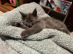Sheldon - Maine Coon Cat For Sale - Crestview&comma; FL&comma; US