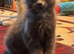 Greta - Maine Coon Cat For Sale - Crestview&comma; FL&comma; US