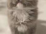 Socks - Ragdoll Cat For Sale - Saugerties&comma; NY&comma; US