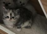 Sakura - Ragdoll Cat For Sale - Oklahoma City&comma; OK&comma; US