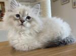 Litter E Girls Available - Siberian Cat For Sale - Rosenberg&comma; TX&comma; US