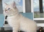 Litter E Boys Available - Siberian Cat For Sale - Rosenberg&comma; TX&comma; US