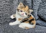 Callie - Exotic Cat For Sale - Bois D Arc&comma; MO&comma; US