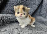 Bissell - Exotic Cat For Sale - Bois D Arc&comma; MO&comma; US