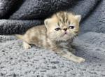 Miele - Exotic Cat For Sale - Bois D Arc&comma; MO&comma; US