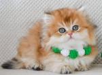 Jovanni - British Shorthair Cat For Sale - Hollywood&comma; FL&comma; US