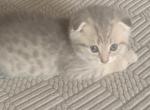 Luk - Scottish Fold Cat For Sale - Philadelphia&comma; PA&comma; US