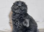 Baron - Scottish Fold Cat For Sale - Hollywood&comma; FL&comma; US