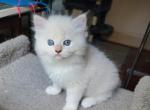 Callies' cream male - Ragamuffin Cat For Sale - Poplar Grove&comma; IL&comma; US