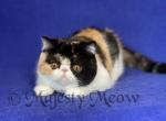 Rosalina - Exotic Cat For Sale - Yucca Valley&comma; CA&comma; US