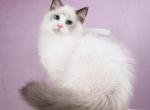 Quiqie - Siberian Cat For Sale - Norwalk&comma; CT&comma; US