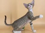 Tyler - Oriental Cat For Sale - Pembroke Pines&comma; FL&comma; US
