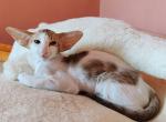 Ostap - Oriental Cat For Sale - Pembroke Pines&comma; FL&comma; US