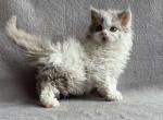 Hollywood - Selkirk Rex Cat For Sale - Hollywood&comma; FL&comma; US