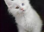 Enisei - Maine Coon Cat For Sale - Hollywood&comma; FL&comma; US