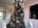 Tiara - Maine Coon Cat For Sale - Hollywood&comma; FL&comma; US