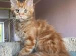 Taiga - Maine Coon Cat For Sale - Hollywood&comma; FL&comma; US