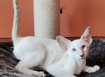Orchid - Siamese Cat For Sale - Miami&comma; FL&comma; US