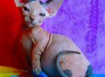 BAMBINO Taffy - Sphynx Cat For Sale - Abington&comma; PA&comma; US