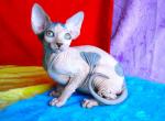 Mia - Sphynx Cat For Sale - Abington&comma; PA&comma; US