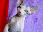 Copper - Sphynx Cat For Sale - Abington&comma; PA&comma; US