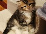 Nina - Siberian Cat For Sale - Chelsea&comma; MA&comma; US