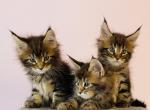 Maine Coon kittens - Maine Coon Cat For Sale - Staten Island&comma; NY&comma; US