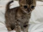 Cleopatras Beautiful Kittens - Bengal Cat For Sale - AR&comma; US
