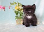 Dwarf and Non Dwarf English Muffin Kittens & Cats - Munchkin Cat For Sale - Winnemucca&comma; NV&comma; US