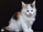 Orchidee Polydactyl classsic - Maine Coon Cat For Sale - Hollywood&comma; FL&comma; US