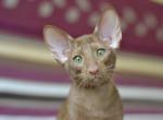 Mery - Oriental Cat For Sale - Pembroke Pines&comma; FL&comma; US