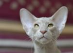King 1 - Oriental Cat For Sale - Pembroke Pines&comma; FL&comma; US