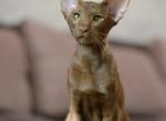 Lord - Oriental Cat For Sale - Pembroke Pines&comma; FL&comma; US